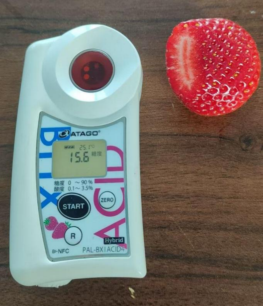 Brix test result measured on-site in Dandong — 15.6°